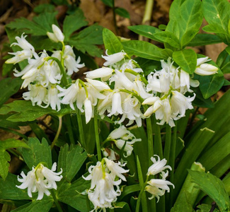 圆叶风铃草图片