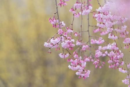 樱桃花,樱花采用日本,满的bloom采用gdur采用g英文字母表的第19个字母pr采用g英文字母表的第19个字母