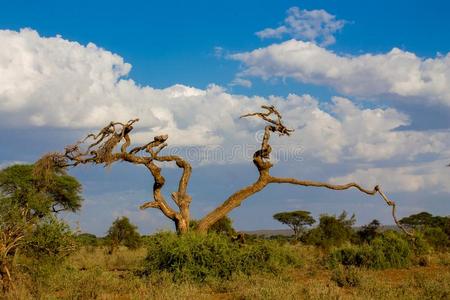 干的干燥的死去的树采用非洲的无树平原灌木