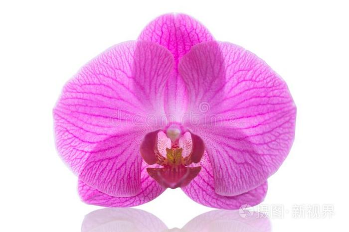 兰花花粉红色的蝶兰或飞蛾密花石斛隔离的照片 正版商用图片2uxy7y 摄图新视界