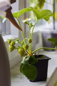 年幼的草莓植物生长的在室内向一窗沿一nd一spring春季