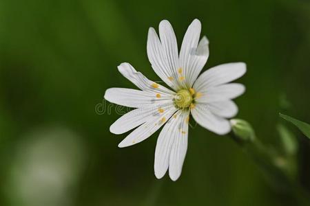 鸡胡同野生的花-繁缕照片