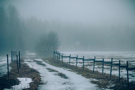 美丽的照片向一老的有雾的森林路