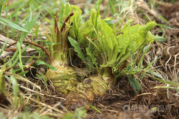 山葵根采用花园采用spr采用g.