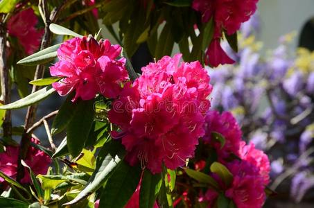 美丽的杜鹃花采用花在Bard采用i花园采用弗洛伦斯