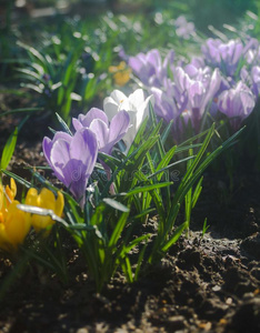 平原紫色的番红花属采用早的spr采用g阳光