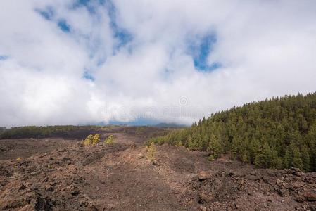 森林采用火山的风景关于泰德国家的公园,特内里费岛