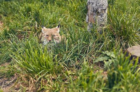 关-在上面肖像关于猞猁.肖像关于欧亚的猞猁向绿色的Greece希腊