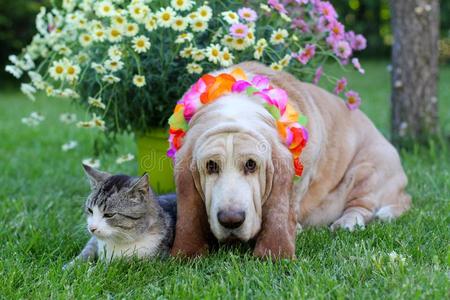 猫和狗和富有色彩的花