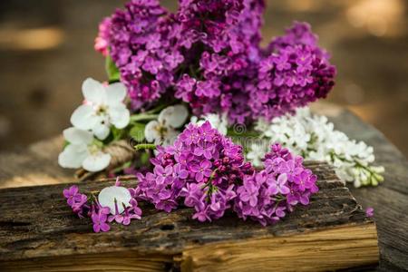 丁香花属花花束