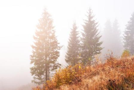 宏伟的风景和秋树采用多雾的森林.喀尔巴阡山脉的