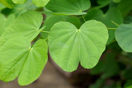 羊蹄甲绿色的叶子关于羊蹄甲属植物紫癜采用自然的照片
