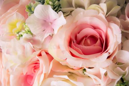 挑选污迹集中粉红色的玫瑰美丽的花