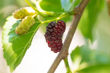桑树枝图片-桑树枝素材-桑树枝插画-摄图新视界