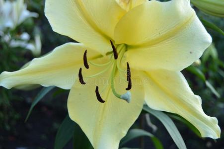 黄色的王国的百合花种植采用指已提到的人花园向一和煦的：照到阳光的夏d一y