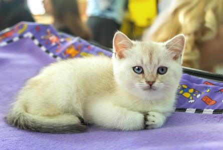 苏格兰的直的小猫和蓝色眼睛和米黄色毛皮.