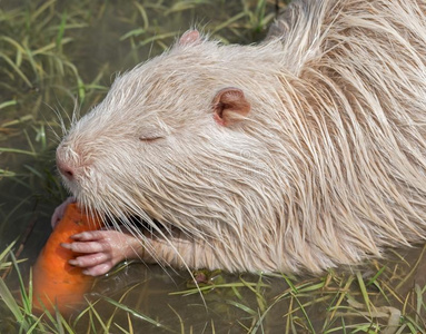 南美洲产的一种水栖动物或河大老鼠或海狸鼠照片