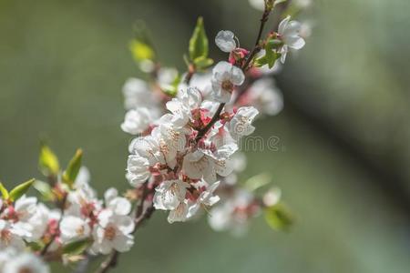 春季背景艺术和白色的杏花
