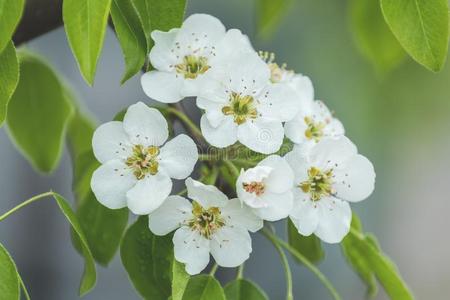 春季背景艺术和白色的梨花
