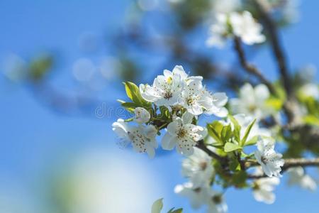 春季背景艺术和白色的樱桃花