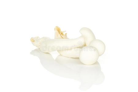 新鲜的生的白色的希梅吉蘑菇