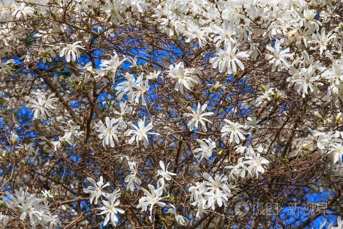 盛开的白色的木兰斯泰拉塔采用指已提到的人花园.