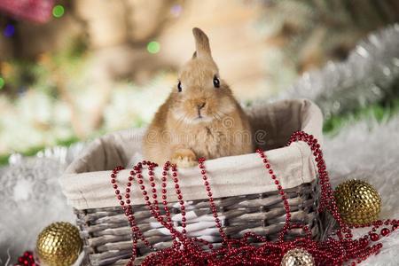 小的兔子,有趣的兔子向圣诞节背景
