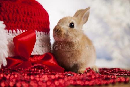 动物,兔子,兔子向圣诞节背景