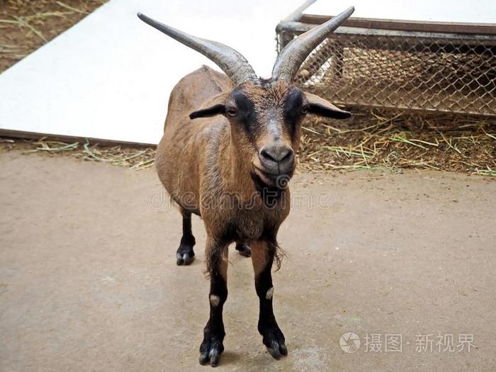 一年幼的棕色的山羊采用指已提到的人乡下的农场