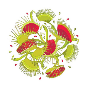 矢量圆形的作品关于维纳斯捕蝇器或捕蝇草属麝香草属我照片