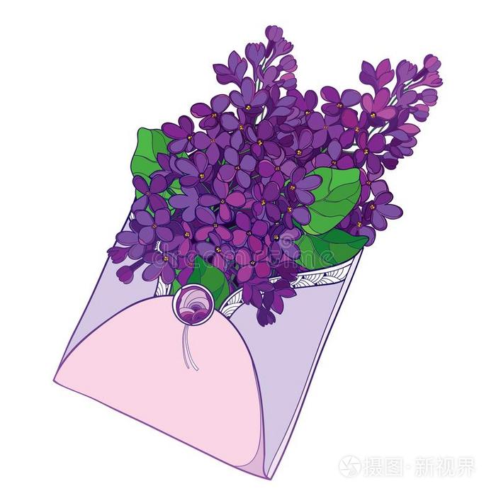 矢量花束和梗概紫色的丁香花属或紫丁香属的植物花和英语字母表的第12个字母插画 正版商用图片2v1iu0 摄图新视界