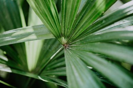 特写镜头关于绿色的热带的植物