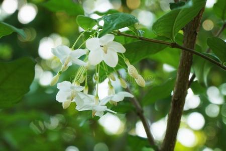 白色的维提亚宗教信仰花采用自然花园