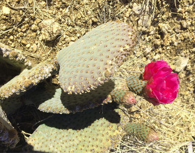 盛开的红毛图片