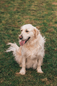 关在上面肖像关于一纯血统的白色的金色的寻猎物犬建筑工地选择aux.构成疑问句和否定句