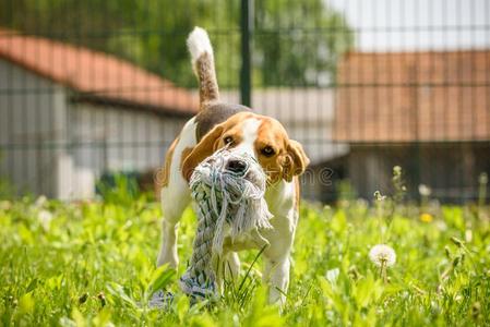 猎兔犬狗跑和乐趣