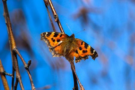 银-洗过的贝母属的植物010200 &字母字母x28;纹蛱蝶帕菲亚&字母