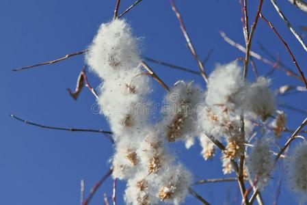 毛皮的芽关于猫咪-柳树