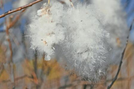 毛皮的芽关于猫咪-柳树