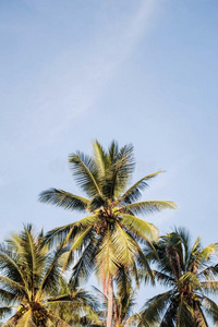 椰子树和天.