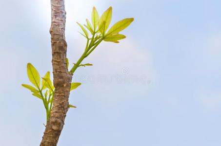 新的绿色的树叶bear的过去分词向老的树,织地粗糙的背景,自然小的漂亮