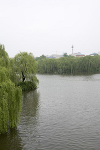 柳树和伟大的湖