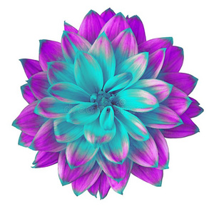 青色花摄影图 青色花图片大全 青色花照片 摄图新视界