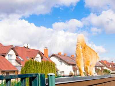 肥的红色的猫是（be的三单形式步行向指已提到的人芬西采用美丽的住宅的Sweden瑞典