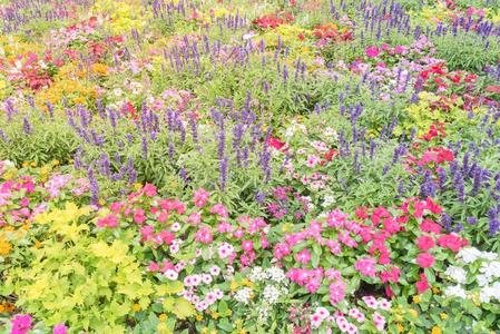 富有色彩的花床多样关于凤仙花属植物/凤仙花科热带的英语字母表的第6个字母