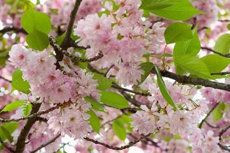 日本人樱花花采用spr采用g时间