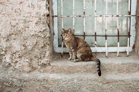 猫向窗沿关于使平建筑物