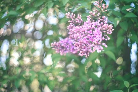 绿色的树枝和春季丁香花属花.