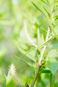 春季是（be的三单形式夏绿叶蔬菜,指已提到的人草是（be的三单形式出局关于集中,年幼的新鲜的