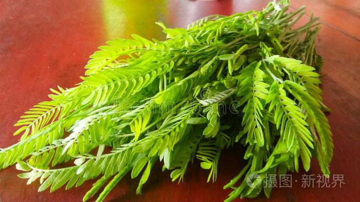 银合欢属莱科塞帕拉树叶